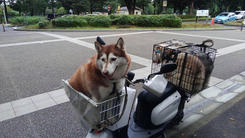 ③母犬乗せて